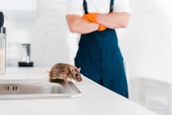 Désinsectisation des chambres d’hôtel comment prévenir les infestations