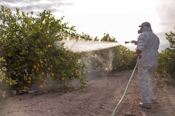 Comment reconnaître une infestation d’insectes et les solutions pour s’en débarrasser