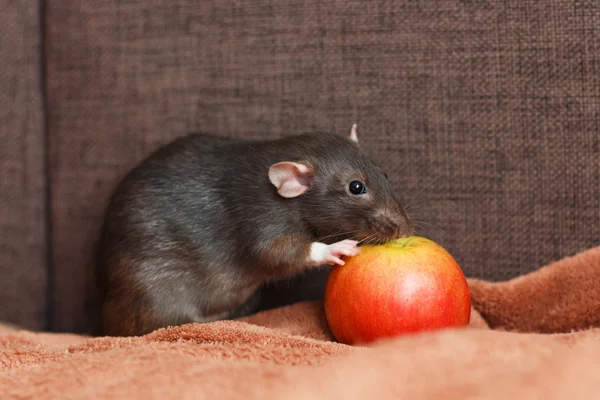 Comment éliminer les mouches et moucherons grâce à la désinsectisation