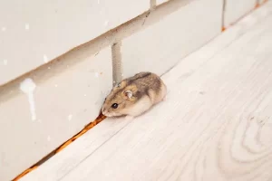 Désinsectisation comment éliminer les blattes dans votre cuisine